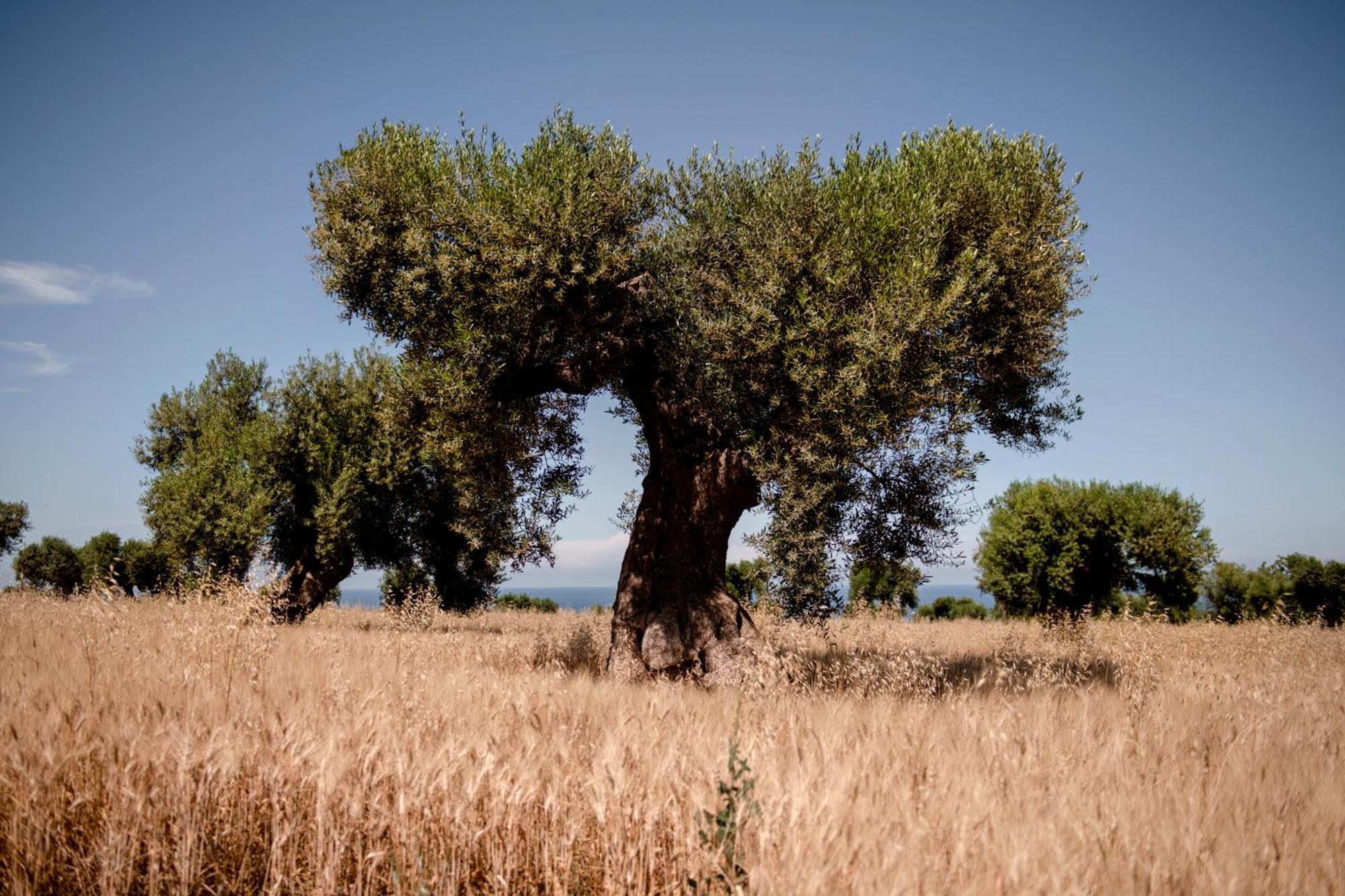 Masseria Auraterrae Polignano a Mare Exteriör bild
