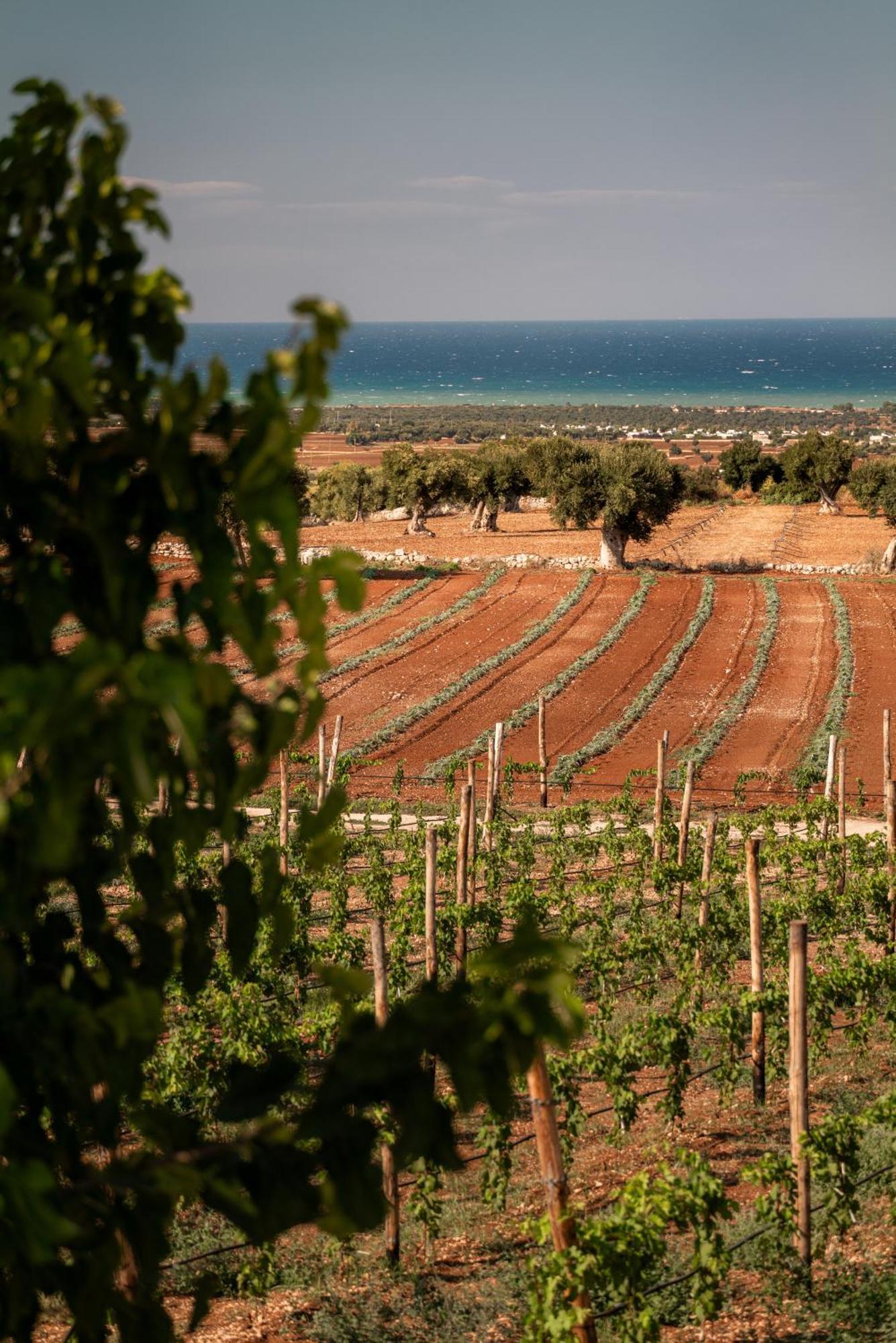 Masseria Auraterrae Polignano a Mare Exteriör bild